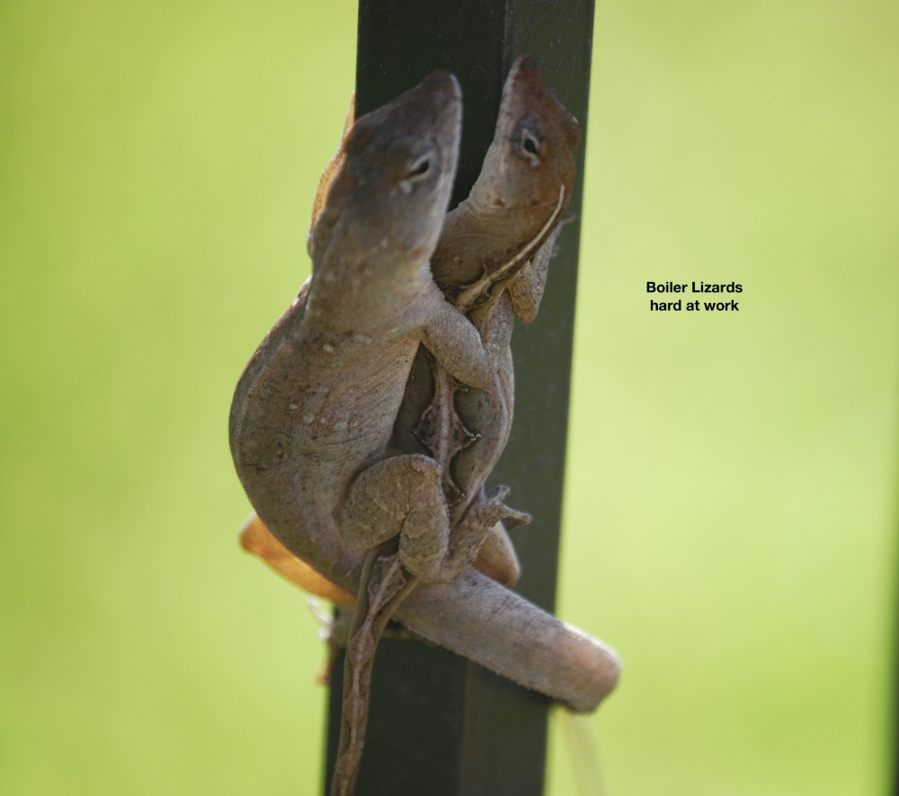 Rust Lizard Cortec VpCI® Boiler Lizard® | Boiler Lay-up | Rust Corrosion Inhibitor