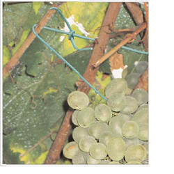 Cortec Eco-Tie VpCI® environmentally friendly zip tie, biodegradable twine, biodegradable string, cortec, vpci, ecorr, ecoline tie, ecotie, ecoline